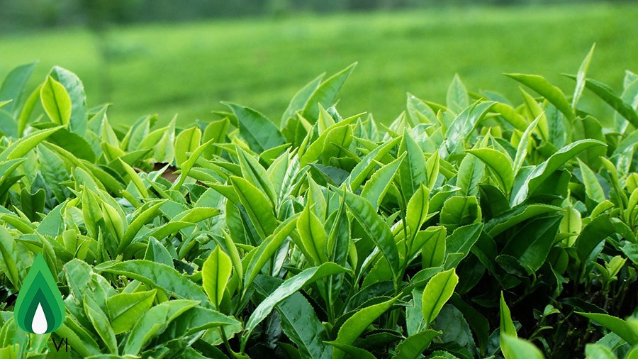 Tinh dầu trà xanh được chiết xuất từ những lá trà tươi